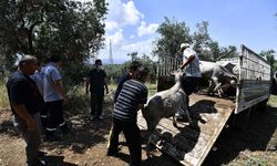 Niğde'de "Kurbanlık Yakalama Timi" kurulacak mı?