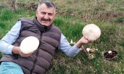 Elmalı'da baharın habercisi dev mantarlar çıktı