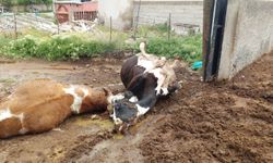 Niğde’de yıldırım düşmesi sonucu iki inek telef oldu