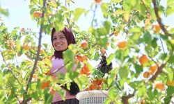 Adana'da erkenci kayısı hasadı başladı