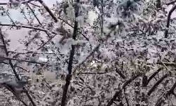 Kiraz çiçekleri karla kaplandı