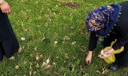 Kadınlar bahar otlarını topluyor