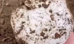 Niğde’de mantar sezonu başladı