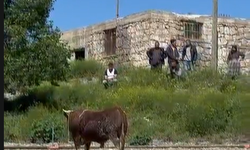 Niğde’de kaçan kurbanlık iğneyle yakalandı