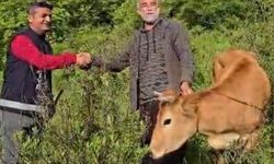 Uçuruma düşen düve 5 saatlik operasyonla kurtarıldı