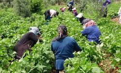 Turfanda 'sarıkız' hasadı başladı