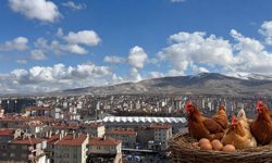 Niğde’de yumurta tavuğu sayısı 557 bini aştı