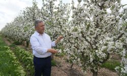 Tüccarların depo oyunu: Elmalar depolandı, ucuza satılmak istenmiyor
