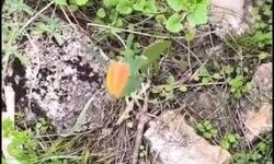 Niğde’de koruma altındaki ters lale görüntülendi!