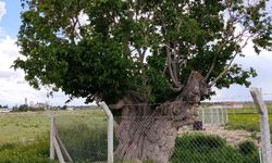 Bor’da asırlık dut ağacı zamana meydan okuyor