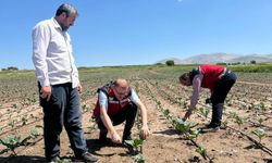 Bor'da dolu ve şiddetli yağış sonrası sahada hasar tespiti başladı
