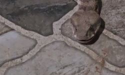 Balkona çay içmeye çıktı, karşısında dev yılanı görünce donakaldı