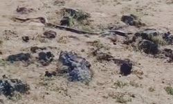 Yaklaşık 3 metre uzunluğunda yılan görüntülendi