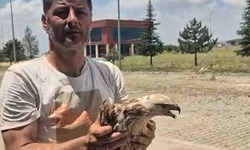 Niğde’de yaralı bulunan kızıl şahin koruma altına alındı