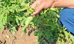 Bor’da patates tarlasında domates şaşkınlığı