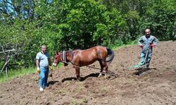 Traktörün giremediği tarlalar karasabanla sürülüyor