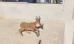 Dağ keçileri sitenin bahçesine kadar indi