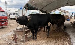 53 bin 284 adet kurban kesildi