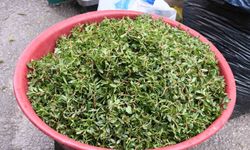 Madımak toplaması zahmetli yemesi lezzetli