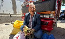 Dağdan kazıp getiriyor, kilosunu 100 TL’ye satıyor