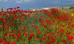Niğde'de gelincikler doğayı kırmızıya boyadı