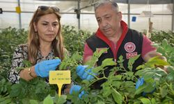 Patates hastalıklarına karşı AR-GE çalışmaları devam ediyor