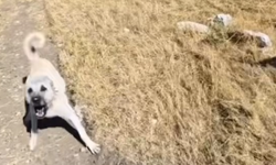 Aladağlar'da sporcuya çoban köpekleri saldırdı