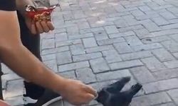 Bir vatandaş, kargayı elleriyle besledi