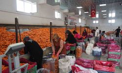 Havuç üretiminin yüzde 67'si Konya'dan