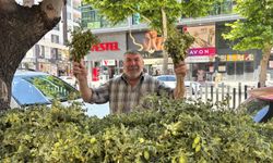 Çocukluğun lezzeti yeşil nohut yeniden tezgâhlarda