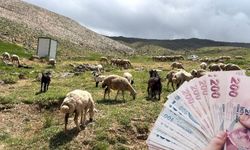 Niğde'de küçükbaş projesi için başvurular başladı