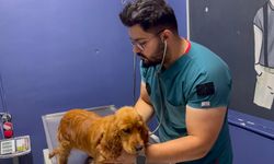 Sokak hayvanı sahiplenirken bu adımları atlamayın
