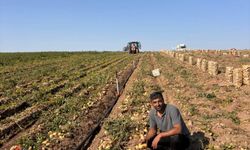 Altunhisar'da patates hasadı başladı