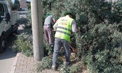 Niğde'de kaldırımları kapatan ağaç dalları budandı