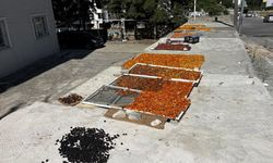 Niğde'de meyveler güneşte kışa hazırlanıyor