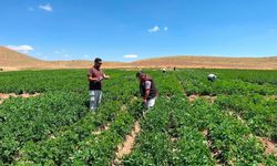 Patates ıslah çalışmalarında saha mesaisi sürüyor