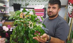 Direkt güneş ışığı her çiçeğe iyi gelir mi?