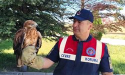 Yaralı bulunan şahin koruma altına alındı