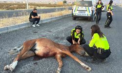 Yaralı ata 4 saatlik eziyet verici kurtarma çalışması