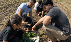 Niğde'nin Çiftlik ilçesinde brokoli ekim denemesi başladı