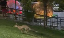 Kayardı Millet Bahçesi'nde şaşırtan misafir