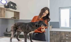 6 aylık tedaviyle yeniden ayağa kalkan köpek sıcak yuvasını bekliyor