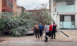 Niğde’de aracın üzerine ağaç devrildi