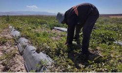 Niğde'de üniversitenin 51 bin fidesinde hasat heyecanı