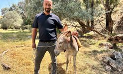Protokol Yolu’na çıkan eşek yediemine çekildi