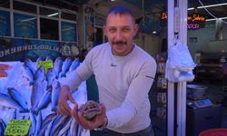 Vatandaşların balık özlemi tezgahlara yansıdı