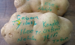 Niğde’de bu patates görenleri şaşırtıyor