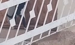 Kedi, evin kapısını açarak içeri girdi