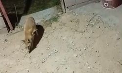 Kızılören’de Aysun’un ekmek mesaisi