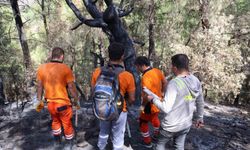 Yanan 5 bin 900 hektarlık alanda yeniden yeşil vatan mesaisi başladı